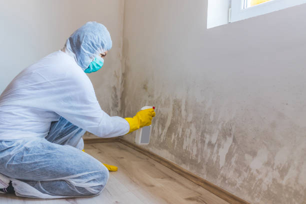 Licensed Mold Remediation service in Lake Elmo, MN - WQB Mold Removal
